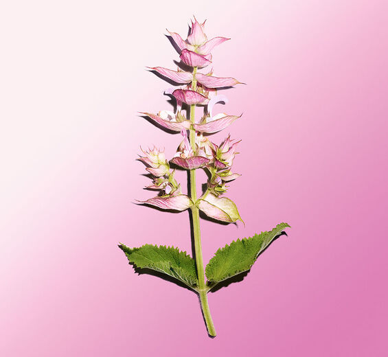 คลารี่ เสจ (Clary Sage)-Sclareolide-Sclareolide