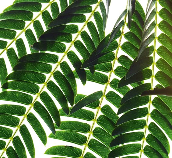 Albizia-สารสกัด Albizia-Albizia julibrissin bark extract