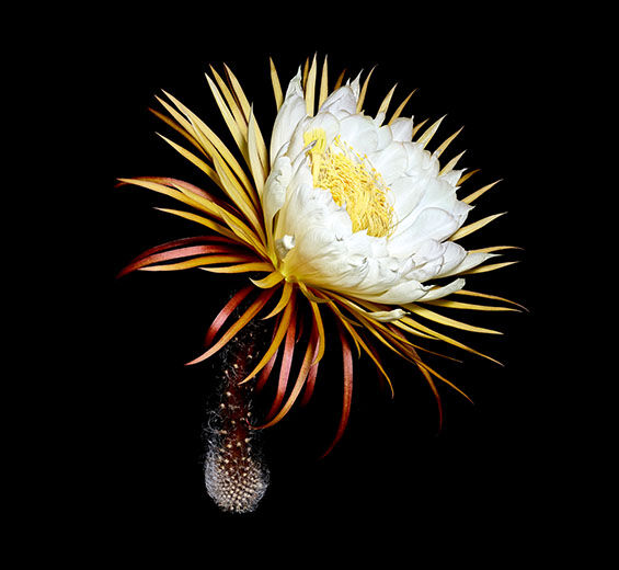 Moonlight flower-สารสกัดจาก Moonlight Flower-Cereus grandiflorus (cactus) flower extract