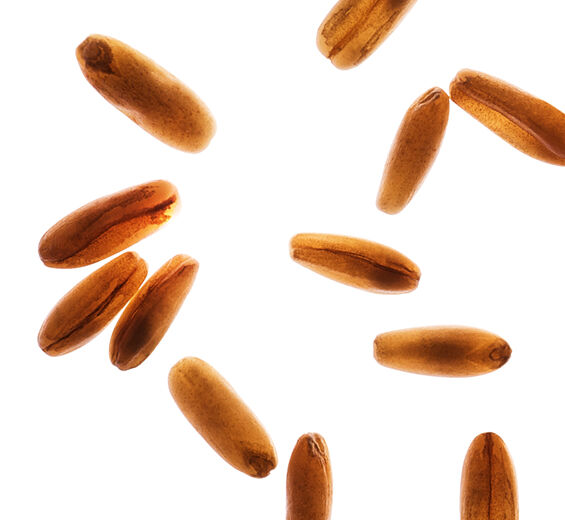 Oat-Oat Sugars ออร์แกนิก-Avena sativa (oat) kernel extract
