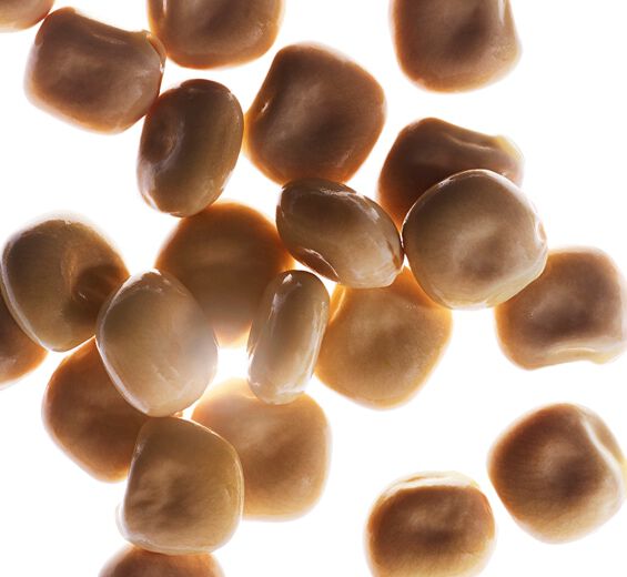 White Lupine-สารสกัด White Lupine ออร์แกนิก-Hydrolyzed lupine protein