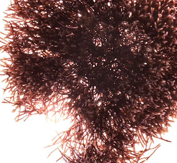 Red jania-สารสกัด Red Jania-Jania rubens extract