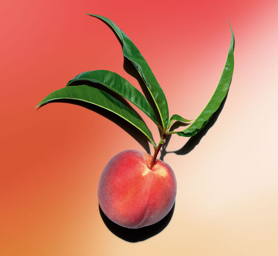 Peach Tree-Peach Tree Milk-Prunus persica (peach) leaf extract