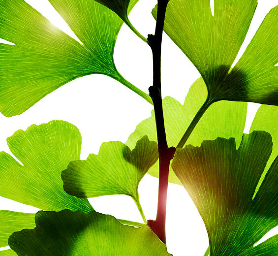 Ginkgo Biloba-สารสกัด Ginkgo Biloba-Ginkgo biloba leaf extract