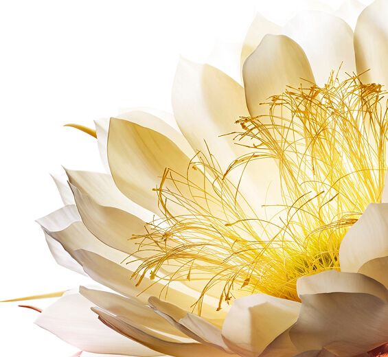 Moonlight flower-สารสกัดจาก Moonlight Flower-Cereus grandiflorus (cactus) flower extract