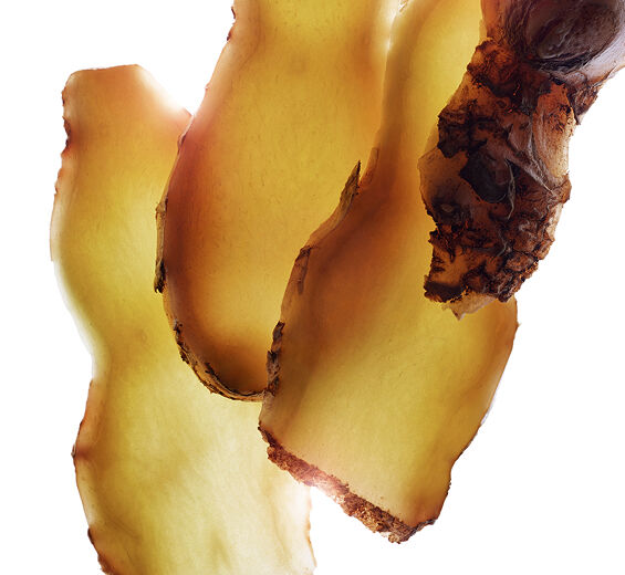 Zerumbet Ginger-สารสกัด Zerumbet ginger-Zingiber zerumbet extract