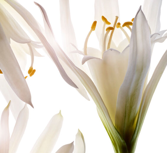 Sea Lily-สารสกัด Sea Lily ออร์แกนิก-Pancratium maritimum extract