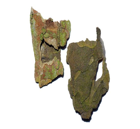 Plane tree-สารสกัด Plane Tree-Platanus occidentalis bark extract