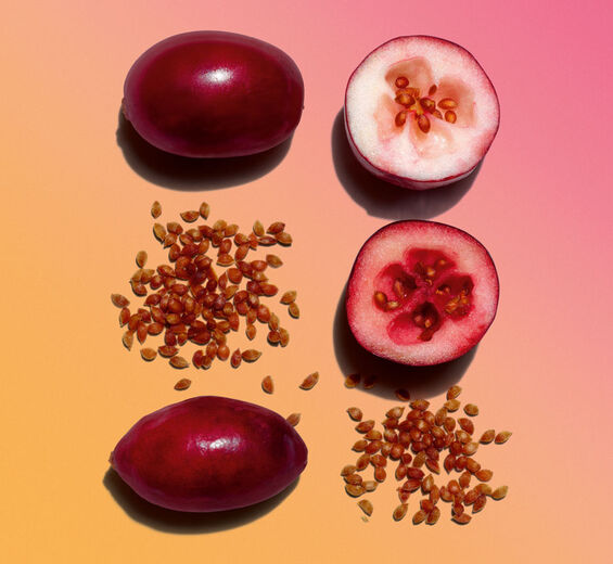 Cranberry-Cranberry Oil ออร์แกนิก-Vaccinium macrocarpon (cranberry) seed oil