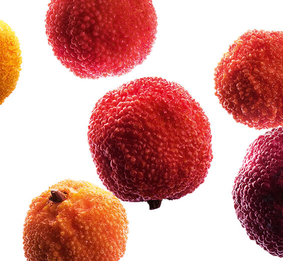 Strawberry Tree-สารสกัดจากผล Strawberry Tree ออร์แกนิก-Arbutus unedo fruit extract