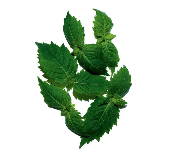 Patchouli-Patchouli Essential Oil-Pogostemon cablin oil