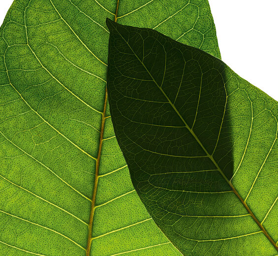 Harungana-สารสกัด Harungana ออร์แกนิก-Harungana madagascariensis extract