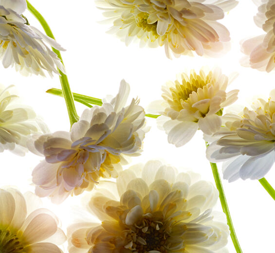 คาโมมายล์ (Chamomile)-Roman Chamomile Essential Oil-Anthemis nobilis flower oil