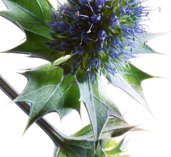 Sea Holly-สารสกัด Sea Holly ออร์แกนิก-Eryngium maritimum extract