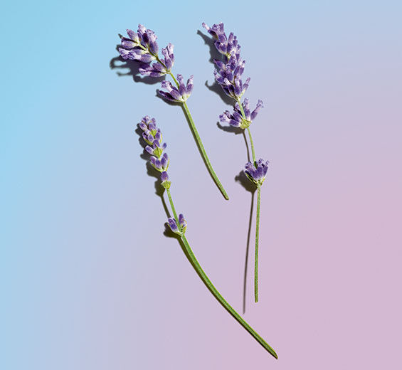 ลาเวนเดอร์ (Lavender)-Lavender Essential Oil ออร์แกนิก-Lavandula angustifolia (lavender) oil