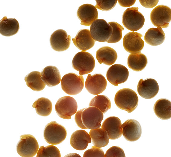 Quinoa-สารสกัด Quinoa ออร์แกนิก-Chenopodium quinoa seed extract