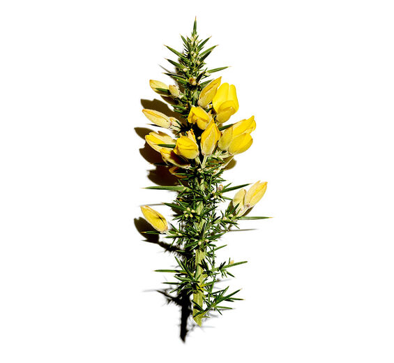 Gorse-สารสกัด Gorse ออร์แกนิก-Ulex europaeus leaf/root/stem extract