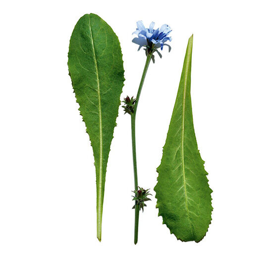 Chicory-สารสกัด Chicory-Cichorium intybus (chicory) leaf extract