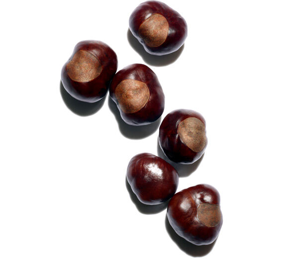 Horse Chestnut Tree-สารสกัดเกาลัดม้าออร์แกนิก (Horse Chestnut)-Aesculus hippocastanum (horse chestnut) seed extract