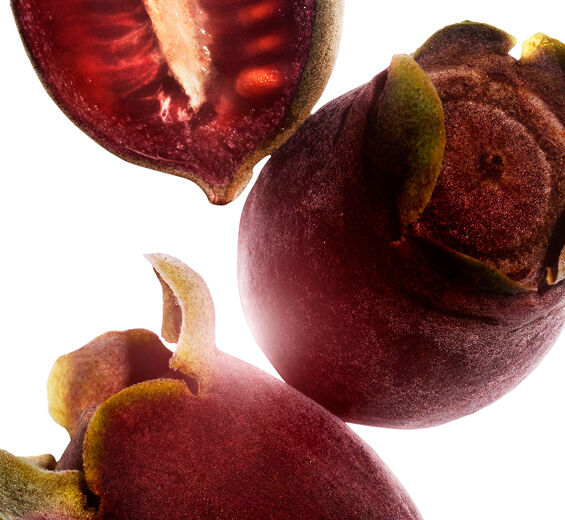 Rose-myrtle-สารสกัด Rose-myrtle-Rhodomyrtus tomentosa fruit extract