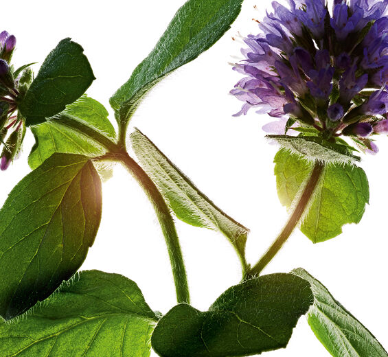 วอเตอร์มินต์ (Water Mint)-สารสกัด Water Mint ออร์แกนิก-Mentha aquatica leaf extract