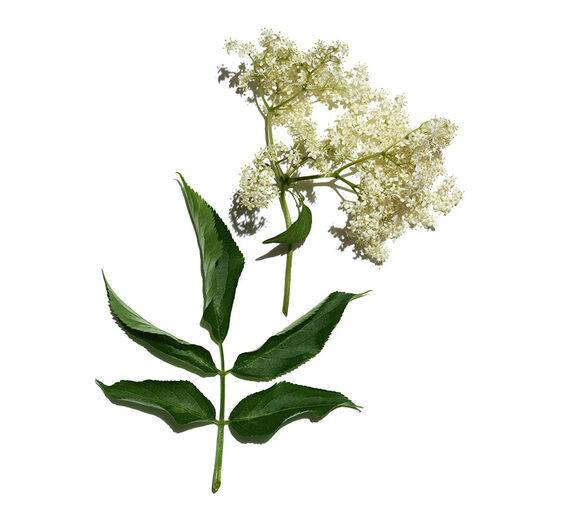Elder-สารสกัด Elder ออร์แกนิก-Sambucus nigra flower extract