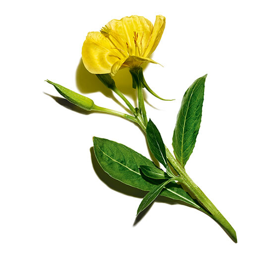 Evening Primrose-สารสกัดจากอีฟนิ่งพริมโรสออร์แกนิก (Evening Primrose)-Oenothera Biennis (Evening Primrose) Flower/Leaf/Stem Extract
