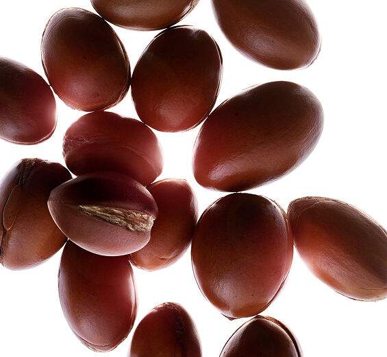 ต้นอาร์แกน (Argan Tree)-Argan Oil ออร์แกนิก-Argania spinosa kernel oil