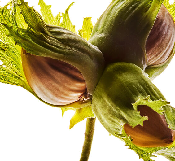 Hazel-Hazelnut Oil ออร์แกนิก-Corylus avellana (hazel) seed oil