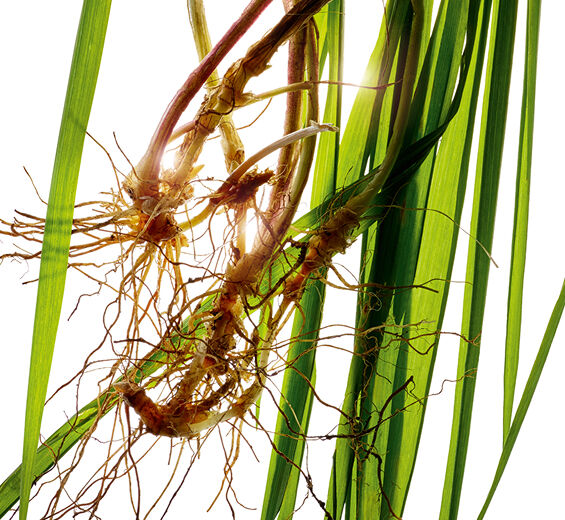 Agropyron-สารสกัด Agropyron ออร์แกนิก-Agropyron repens root extract