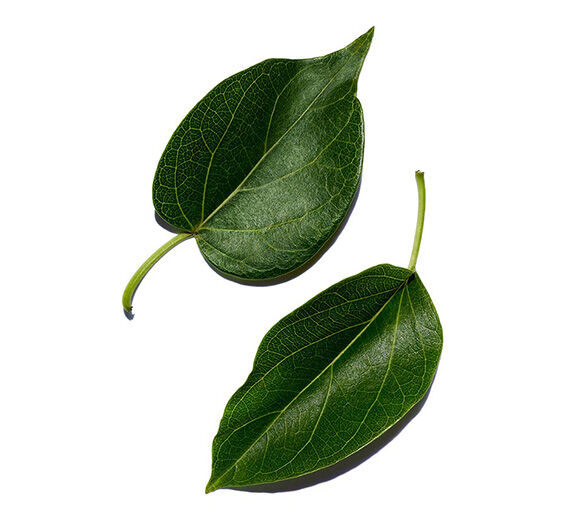 Gymnema-สารสกัด Gymnema-Gymnema sylvestre leaf extract