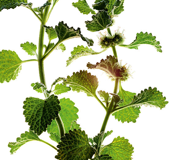 White Horehound-สารสกัด White Horehound ออร์แกนิก-Marrubium vulgare extract