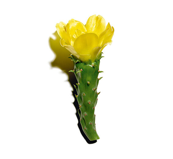 โนปาล (Nopal)-สารสกัด Nopal-Hydrolyzed opuntia ficus-indica flower extract