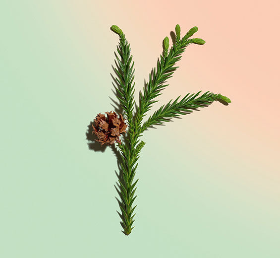 Cryptomeria-สารสกัด Cryptomeria ออร์แกนิก-Cryptomeria japonica bud extract