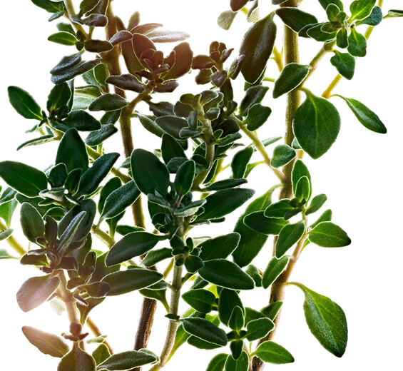 Lemon Thyme-สารสกัด Lemon Thyme-Thymus citriodorus flower/leaf extract