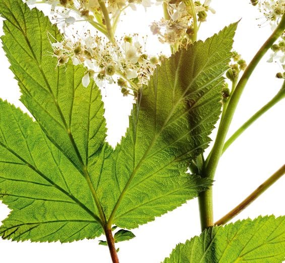 Meadowsweet-สารสกัด Meadowsweet-Spiraea ulmaria extract