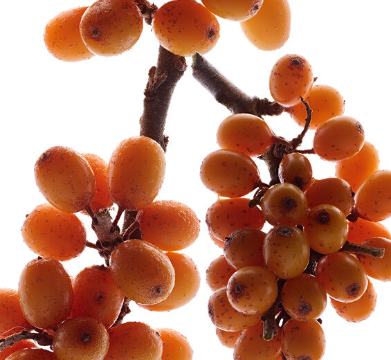 Seabuckthorn-สารสกัด Seabuckthorn (พืชออร์แกนิก)-Hippophae Rhamnoides Kernel Extract