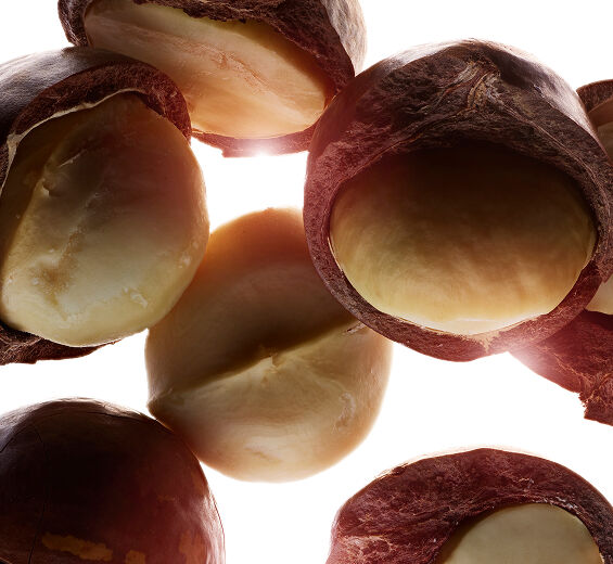 Macadamia Tree-Macadamia Oil ออร์แกนิก-Macadamia ternifolia seed oil