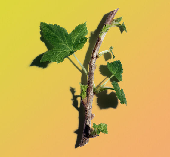 Black Currant-สารสกัด Black Currant Bud ออร์แกนิก-Ribes nigrum (black currant) bud extract