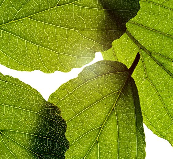 วิชฮาเซล (Witch Hazel)-สารสกัด Witch Hazel-Hamamelis virginiana (witch hazel) leaf extract