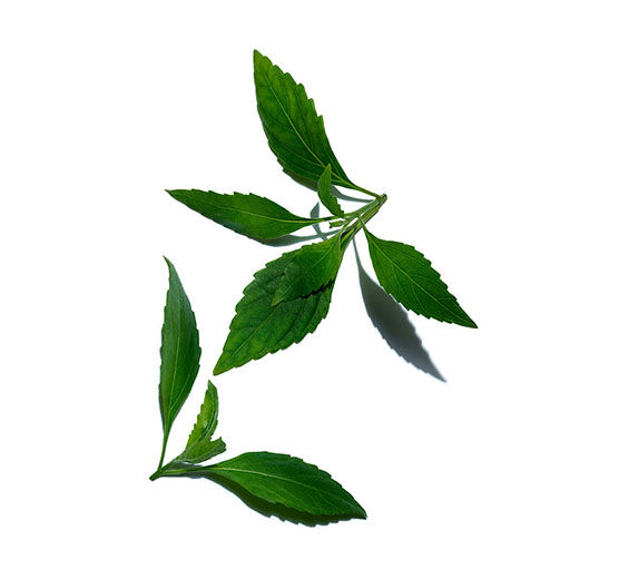Java Tea-สารสกัด Orthosiphon-Orthosiphon stamineus extract