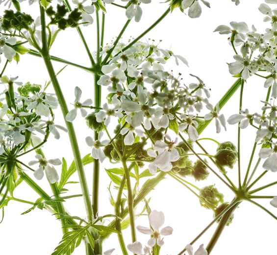 Wild Chervil-สารสกัด Wild Chervil ออร์แกนิก-Anthriscus sylvestris extract