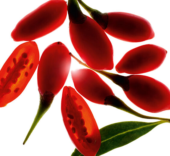 Goji-สารสกัด Goji Berry ออร์แกนิก-Lycium barbarum fruit extract