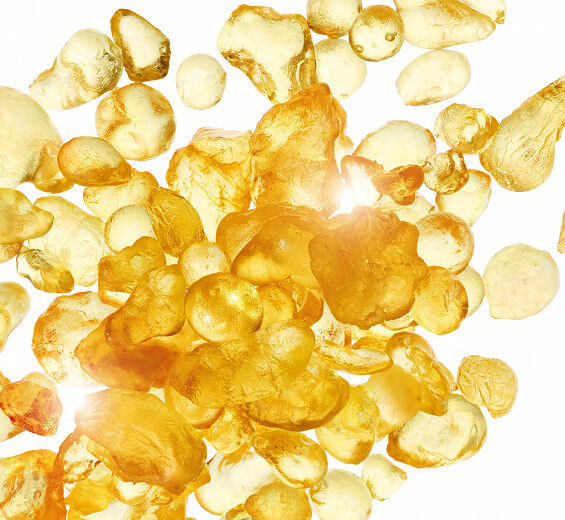 Mastic Shrub-สารสกัด Mastic-Pistacia lentiscus (mastic) gum