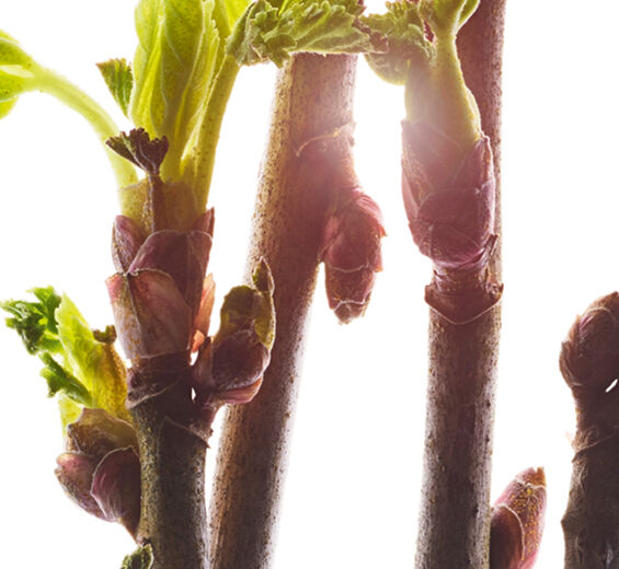 Black Currant-สารสกัด Black Currant Bud ออร์แกนิก-Ribes nigrum (black currant) bud extract