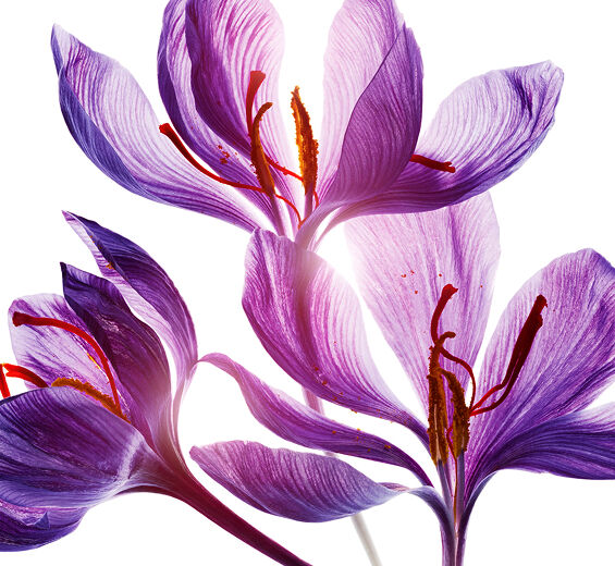 Crocus-Saffron Flower Polyphenols (พืชออร์แกนิก)-Crocus sativus flower extract