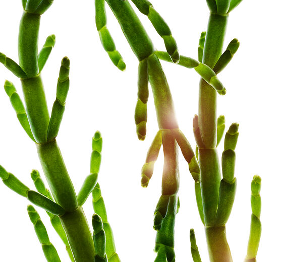 Marsh Samphire-สารสกัด Marsh Samphire ออร์แกนิก-Salicornia herbacea extract
