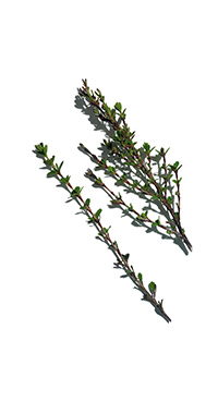 Myrothamnus