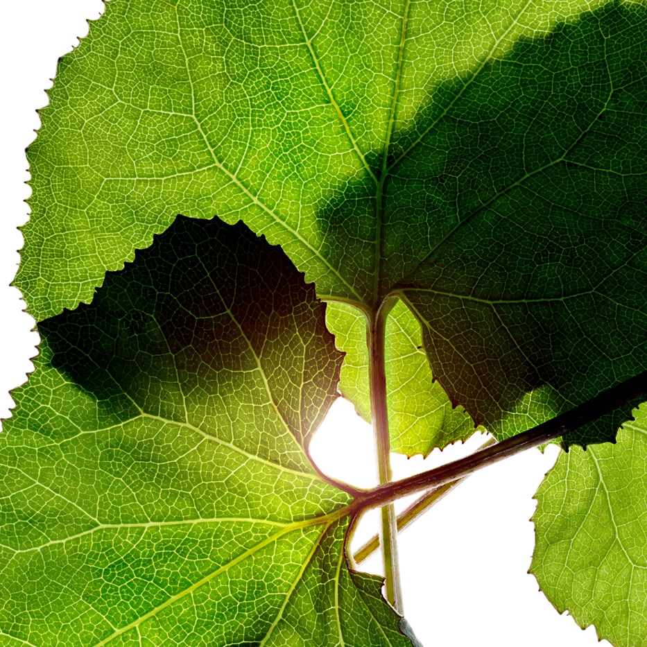 Petasites-สารสกัด Petasites ออร์แกนิก-Petasites hybridus leaf extract