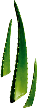 Aloe Vera ออร์แกนิกและ Allantoin